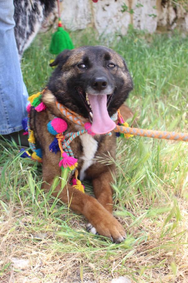 Carrie, simil Pastore del Caucaso Foto 6